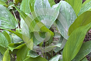 Green leaf Boesenbergia rotunda L., ZINGIBERACEAE, Fingerroot, Galingale