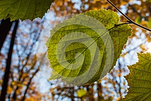 Green leaf with bokeh background