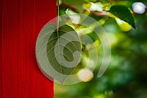 Green leaf bokeh creates natural background complemented by red fabric