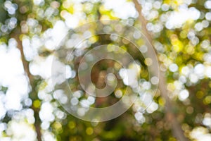 Green leaf bokeh pattern background for design. Abstract blur green color for background,blurred and defocused effect spring