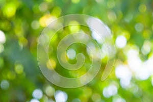 Green leaf bokeh pattern background for design. Abstract blur green color for background,blurred and defocused effect spring