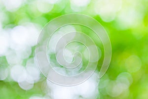 Green leaf boken blur