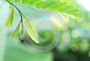 Green leaf with bokhe lights on nature backgrounds