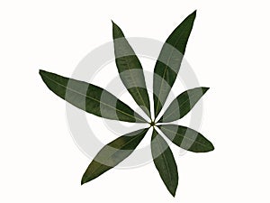 Green leaf of bombac, malabar chestnut