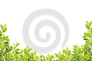 Green leaf border isolated on white background.