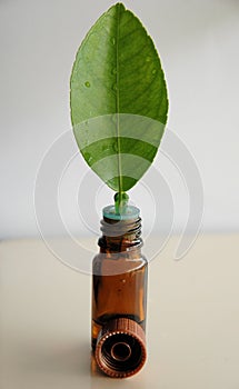 Green leaf and bottle of oil