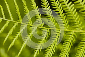 Green Leaf of Bracken (Pteridium)