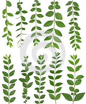 Green leaf branch