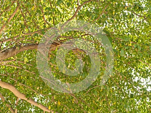 Green leaf branch on big tree in nature background