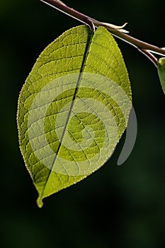 Green leaf on branch on dark background with sunlight, organic tree background, detail photography