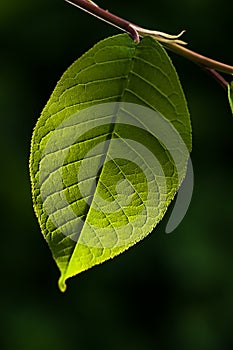 Green leaf on branch isolated on dark background with sunlight, organic tree background, detail photography