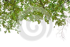 Green leaf and branch isolated on white background.