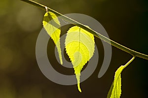 Green leaf on a branch