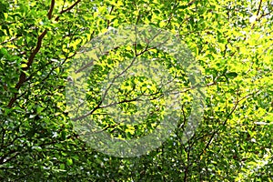 Green leaf and branch on the tree in the garden.A branch in a park.Refreshing and beautiful nature