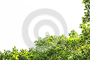 Green leaf and branches and leaves frame on a white background