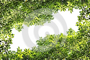 Green leaf and branches and leaves frame on a white background