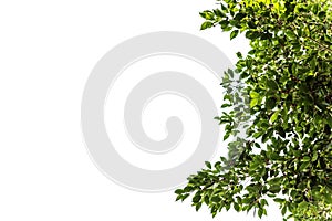 Green leaf and branches and leaves frame on a white background, green tree.