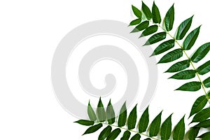 Green leaf branches on white background. flat lay, top view