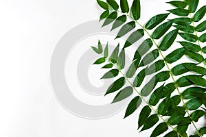 Green leaf branches on white background. flat lay, top view