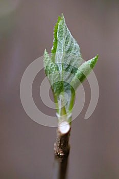 Green leaf bud on pruned white end of woody hydrangea branch
