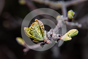 Green leaf and buds on tree branch, new springtime life.