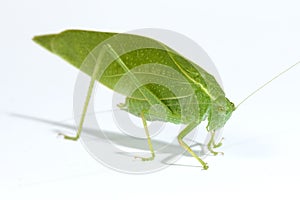 Green Leaf Bug