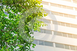 Green leaf with building background and sun light effect