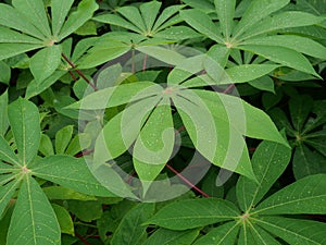 Green leaf bush Bitter Cassava or Manioc plant tree full of water droplet