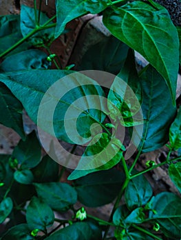 A green leaf of cabai