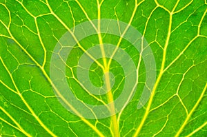 Green leaf cabbage background texture