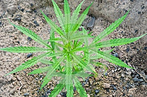 Green leaf cannabis indica plant (ganja)