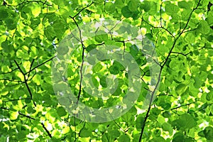 Green leaf canopy, background