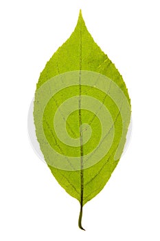 Green leaf of Carolina silverbell isolated on white