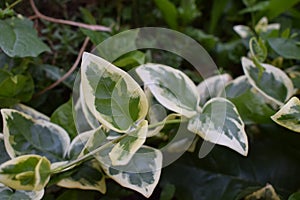 Green leaf carpet