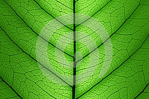 Green Leaf cell structure background - macro texture