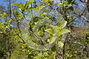 green leaf on the cendana ( santalum album ) defocused baground