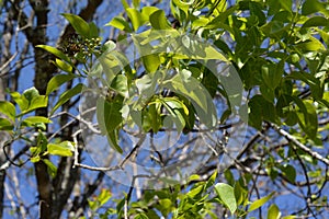 green leaf on the cendana ( santalum album ) defocused baground again