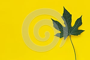 Green leaf chaya plant isolated on yellow background.