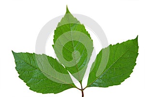 Green leaf of chestnut . Design Element