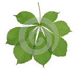 Green leaf chestnut