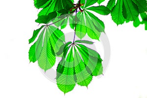 Green leaf chestnut isolated on white background.