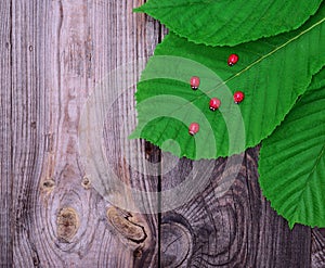 Green leaf of a chestnut and red ladybugs