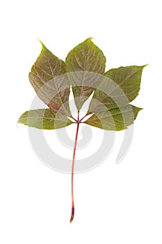 Green leaf of a chestnut tree isolated on white background.