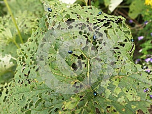 Green leaf chewed through by beetles in natural park