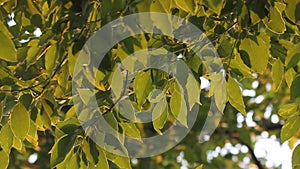 Green Leaf of Cinnamomum camphora tree