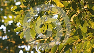 Green Leaf of Cinnamomum camphora tree