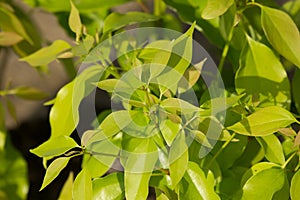 Leaf of Cinnamomum camphora tree