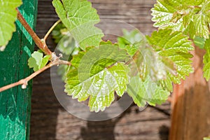 Green leaf of clambering wild vine on facade of wooden house with green window shutter