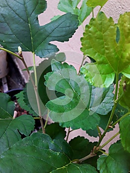 a green leaf cleaning the air