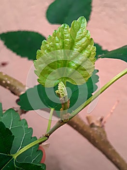 a green leaf cleaning the air